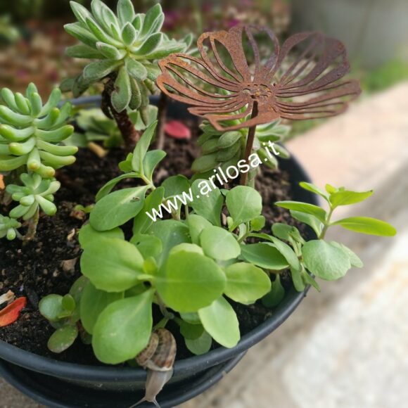 Decorazione in ferro Fiore Cosmea piccolo con stelo-2261